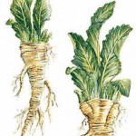 Ask Chef Mike: What’s the Story on Horseradish?
